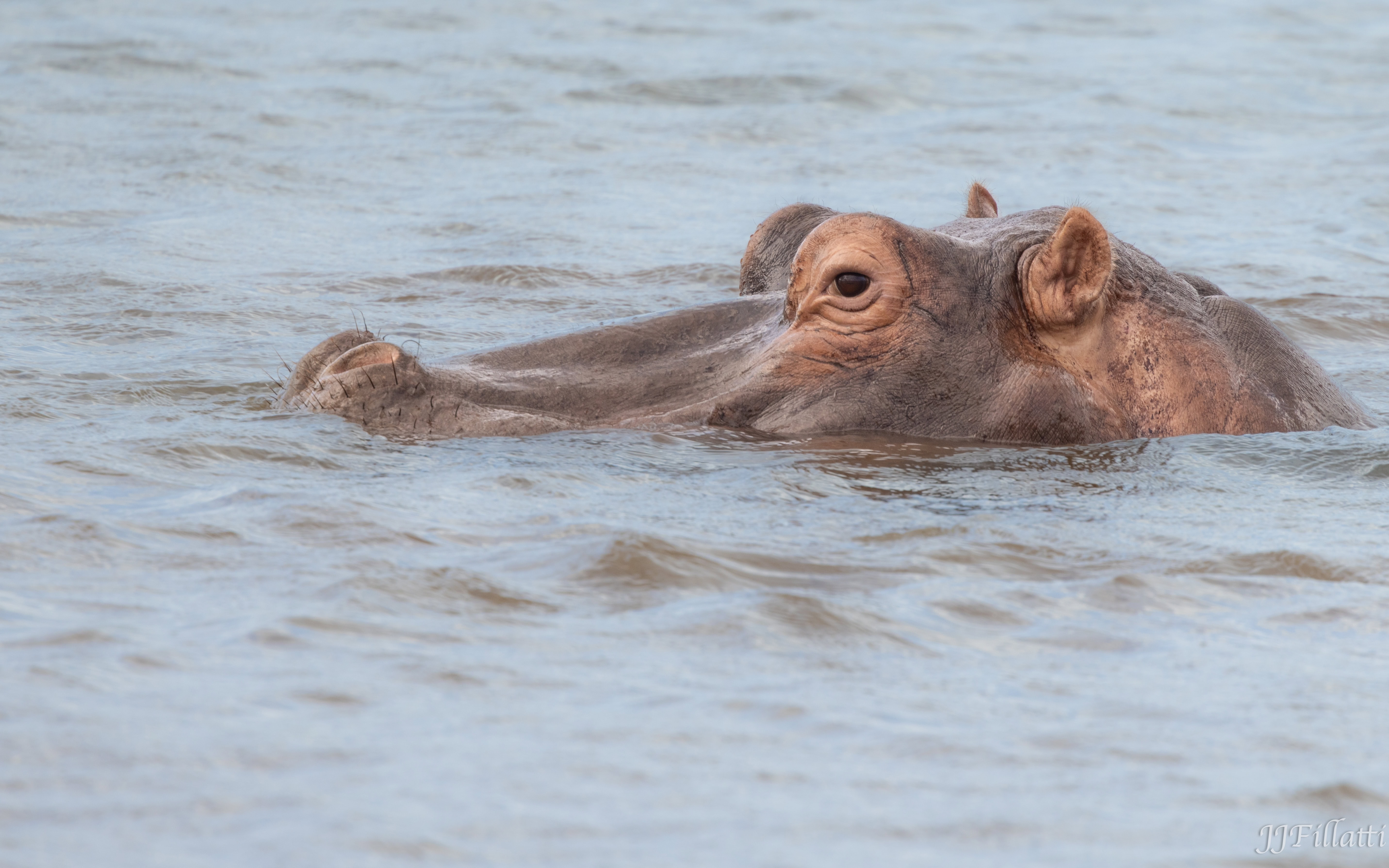 wildlife of Zimanga image 67